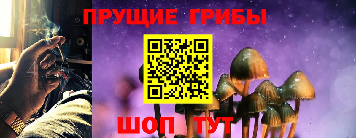 Кингисепп  Псилоцибиновые грибы Cubensis  Вход с VPN 